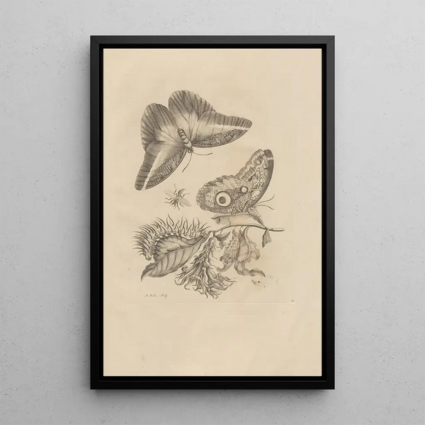 Dissertatio de generatione et metamorphoses des insectes surinamens Pl60 - Maria Sibylla Merian — indrammet kunstværk på væggen