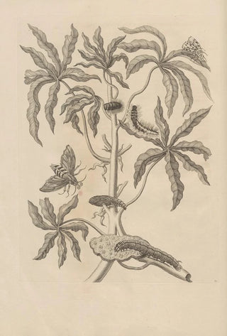 Maria Sibylla Merian - Dissertatio de generatione et metamorphosibus insectorum surinamensium Pl61.webp