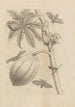 Dissertatio de generatione et metamorphoses des insectes surinamens Pl64 - Maria Sibylla Merian — visning af kunstværket