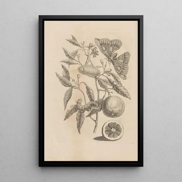 Dissertatio de generatione et metamorphoses des insectes surinamens Pl65 - Maria Sibylla Merian — indrammet kunstværk på væggen