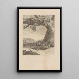 Maria Sibylla Merian - Dissertatio de generatione et metamorphosibus insectorum surinamensium Pl66.webp