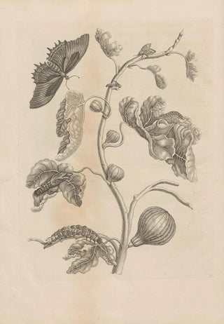 Maria Sibylla Merian - Dissertatio de generatione et metamorphosibus insectorum surinamensium Pl67.webp