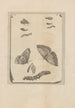 Dissertatio de generatione et metamorphoses des insectes surinamens Pl68 - Maria Sibylla Merian — visning af kunstværket
