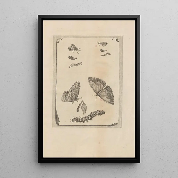 Dissertatio de generatione et metamorphoses des insectes surinamens Pl68 - Maria Sibylla Merian — indrammet kunstværk på væggen