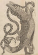 Dissertatio de generatione et metamorphoses des insectes surinamens Pl69 - Maria Sibylla Merian — visning af kunstværket