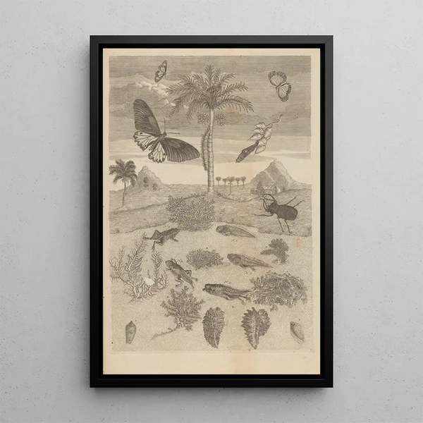 Dissertatio de generatione et metamorphosibus insectorum surinamensium Pl72 - Maria Sibylla Merian — indrammet kunstværk på væggen