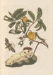 Dissertation sur la génération et les transformations des insectes de Surinam Pl02 - Maria Sibylla Merian — visning af kunstværket