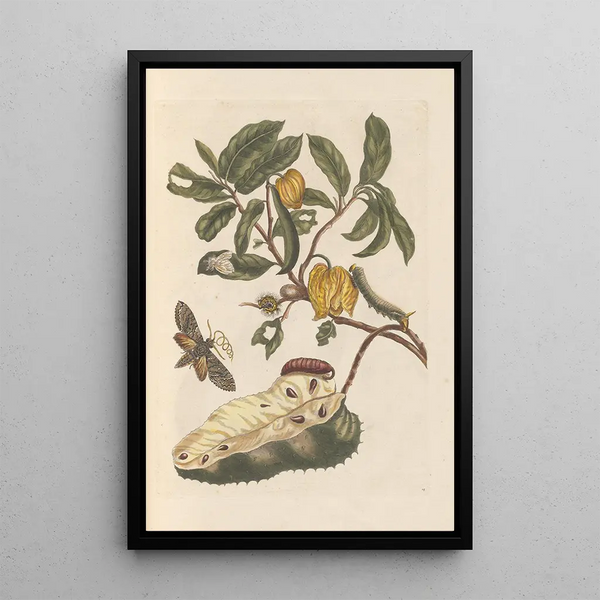 Dissertation sur la génération et les transformations des insectes de Surinam Pl02 - Maria Sibylla Merian — indrammet kunstværk på væggen