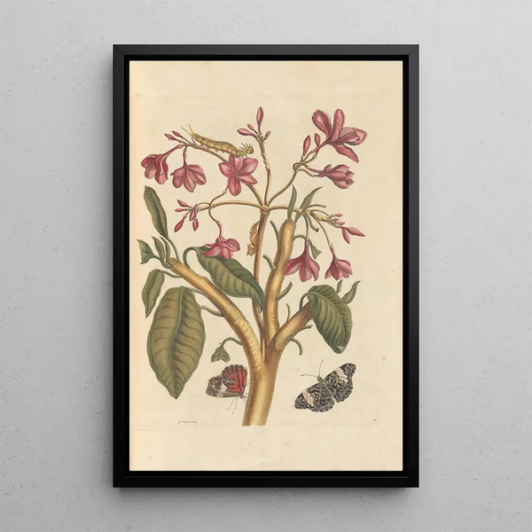 Dissertation sur la génération et les transformations des insectes de Surinam Pl04 - Maria Sibylla Merian — indrammet kunstværk på væggen