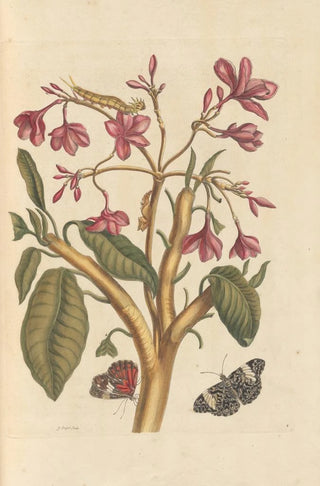 Maria Sibylla Merian - Dissertation sur la generation et les transformations des insectes de Surinam Pl04.webp