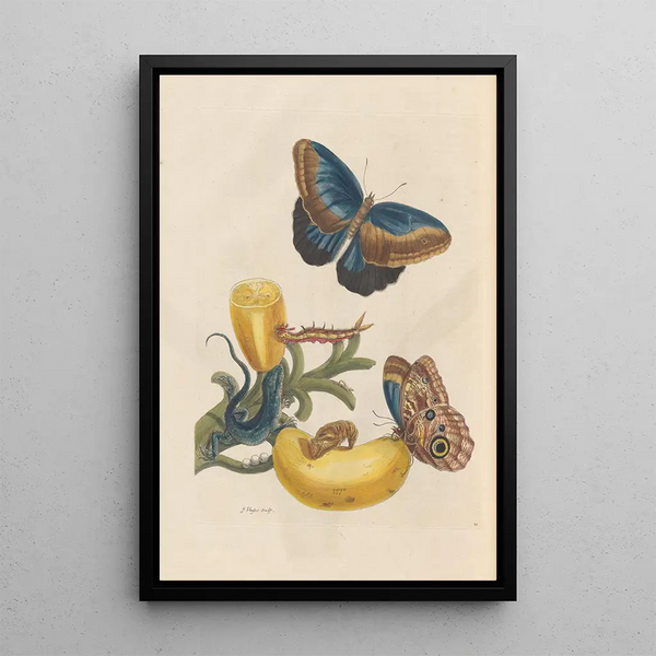 Dissertation sur la génération et les transformationer af insekter fra Surinam Pl05 - Maria Sibylla Merian — indrammet kunstværk på væggen