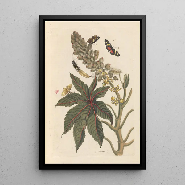 Dissertation sur la génération et les transformationer af insekter fra Surinam Pl06 - Maria Sibylla Merian — indrammet kunstværk på væggen