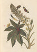 Dissertation sur la génération et les transformationer af insekter fra Surinam Pl06 - Maria Sibylla Merian — visning af kunstværket