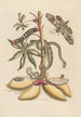 Dissertation sur la génération og transformationerne af insekter fra Surinam Pl07 - Maria Sibylla Merian — visning af kunstværket