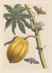 Dissertation sur la génération et les transformations des insectes de Surinam Pl09 - Maria Sibylla Merian — visning af kunstværket