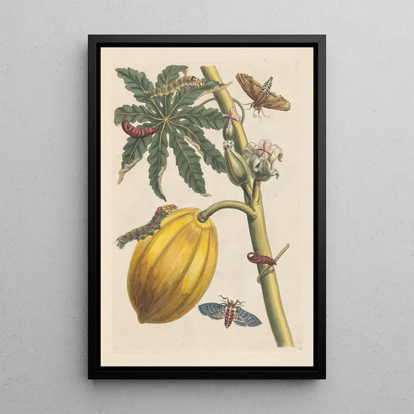 Dissertation sur la génération et les transformations des insectes de Surinam Pl09 - Maria Sibylla Merian — indrammet kunstværk på væggen