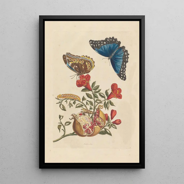 Dissertation sur la génération et les transformation des insectes de Surinam Pl10 - Maria Sibylla Merian — indrammet kunstværk på væggen