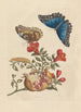 Dissertation sur la génération et les transformation des insectes de Surinam Pl10 - Maria Sibylla Merian — visning af kunstværket