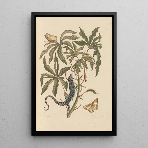 Dissertation sur la génération et les transformations des insectes de Surinam Pl11 - Maria Sibylla Merian — indrammet kunstværk på væggen