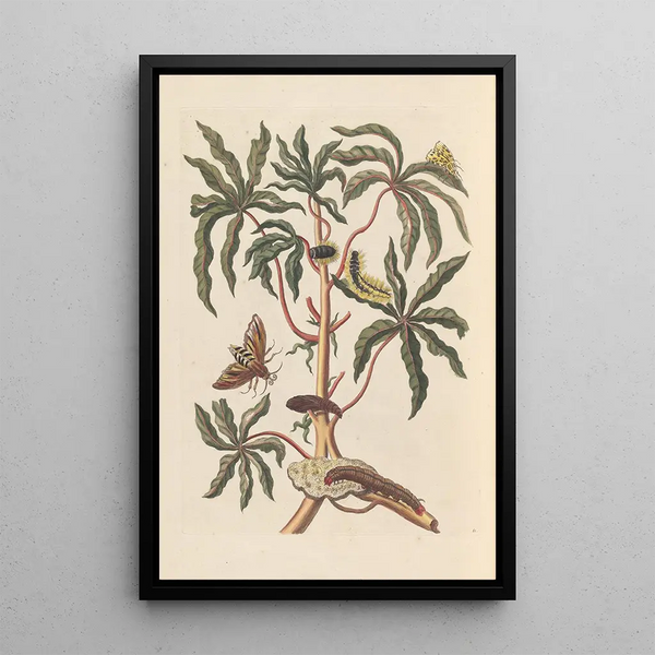 Dissertation sur la génération et les transformations des insectes de Surinam Pl19 - Maria Sibylla Merian — indrammet kunstværk på væggen