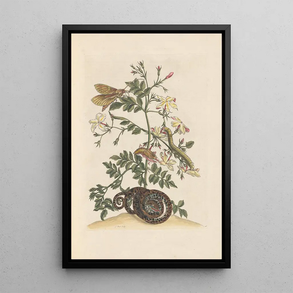 Dissertation sur la génération et les transformationer af insekter fra Surinam Pl22 - Maria Sibylla Merian — indrammet kunstværk på væggen