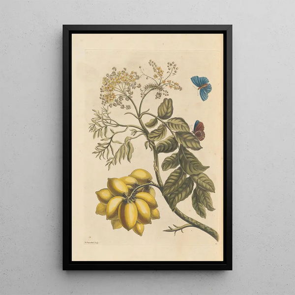 Dissertation sur la génération et les transformationer af insekter fra Surinam Pl24 - Maria Sibylla Merian — indrammet kunstværk på væggen