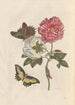 Dissertation om generation og transformation af insekter fra Surinam Pl25 - Maria Sibylla Merian — visning af kunstværket