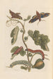 Dissertation sur la génération og transformationerne af insekter fra Surinam Pl34 - Maria Sibylla Merian — visning af kunstværket