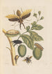 Dissertation sur la generation og transformationer af insekter fra Surinam Pl35 - Maria Sibylla Merian — visning af kunstværket