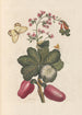 Dissertation sur la generation og transformationer af insekter fra Surinam Pl36 - Maria Sibylla Merian — visning af kunstværket
