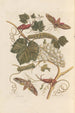 Dissertation sur la génération et les transformations des insectes de Surinam Pl37 - Maria Sibylla Merian — visning af kunstværket
