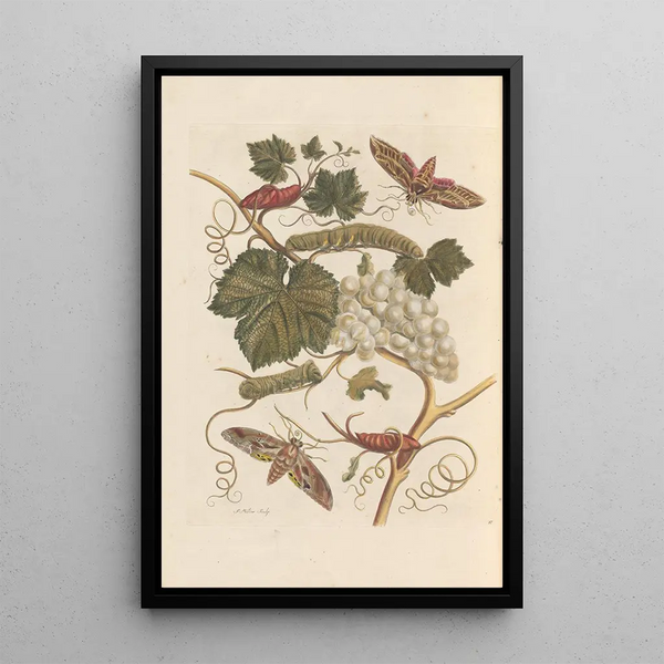 Dissertation sur la génération et les transformations des insectes de Surinam Pl37 - Maria Sibylla Merian — indrammet kunstværk på væggen