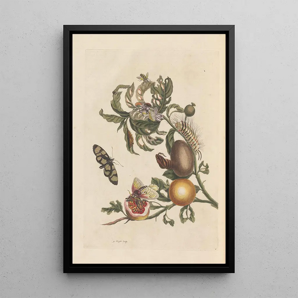 Dissertation sur la génération et les transformations des insectes de Surinam Pl38 - Maria Sibylla Merian — indrammet kunstværk på væggen