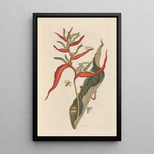 Dissertation sur la génération et les transformations des insectes de Surinam Pl39 - Maria Sibylla Merian — indrammet kunstværk på væggen