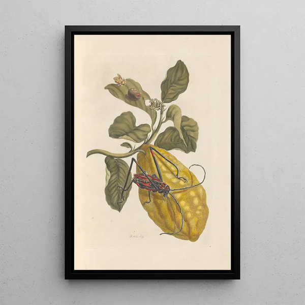 Dissertation sur la génération og transformationerne af insekter fra Surinam Pl40 - Maria Sibylla Merian — indrammet kunstværk på væggen