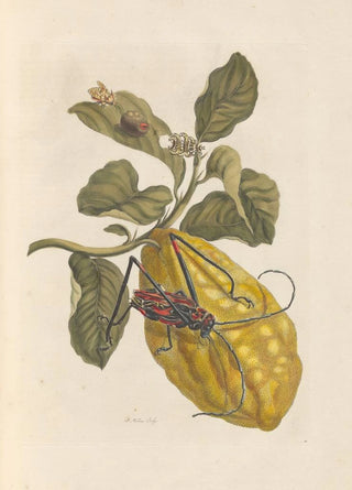 Maria Sibylla Merian - Dissertation sur la generation et les transformations des insectes de Surinam Pl40.webp