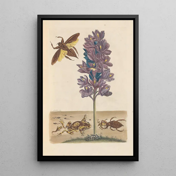 Dissertation sur la génération et les transformations des insectes de Surinam Pl41 - Maria Sibylla Merian — indrammet kunstværk på væggen