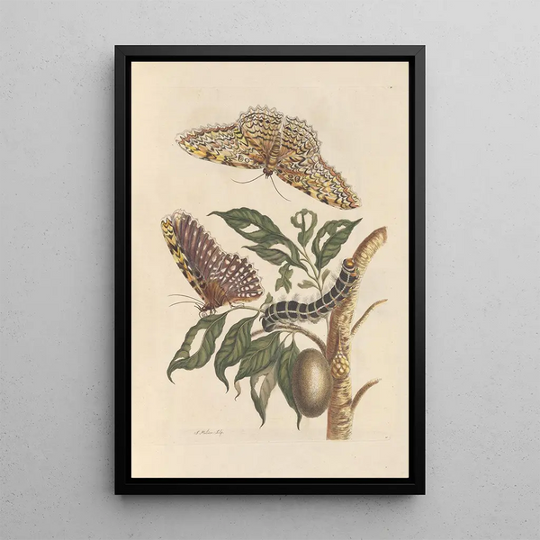 Dissertation sur la génération et les transformationer af insekter fra Surinam Pl42 - Maria Sibylla Merian — indrammet kunstværk på væggen