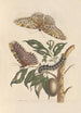 Dissertation sur la génération et les transformationer af insekter fra Surinam Pl42 - Maria Sibylla Merian — visning af kunstværket