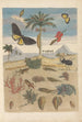 Dissertation sur la generation og transformationer af insekter fra Surinam Pl43 - Maria Sibylla Merian — visning af kunstværket