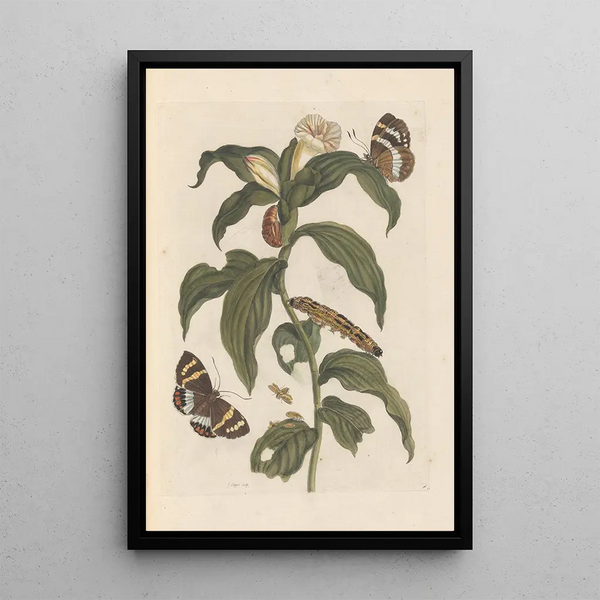 Dissertation sur la génération et les transformationer af insekter fra Surinam Pl44 - Maria Sibylla Merian — indrammet kunstværk på væggen
