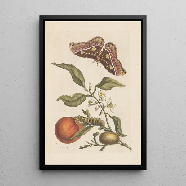 Dissertation sur la génération et les transformationer af insekter fra Surinam Pl46 - Maria Sibylla Merian — indrammet kunstværk på væggen