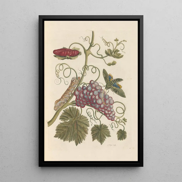 Dissertation sur la génération et les transformations des insectes de Surinam Pl49 - Maria Sibylla Merian — indrammet kunstværk på væggen
