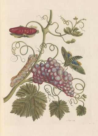 Maria Sibylla Merian - Dissertation sur la generation et les transformations des insectes de Surinam Pl49.webp