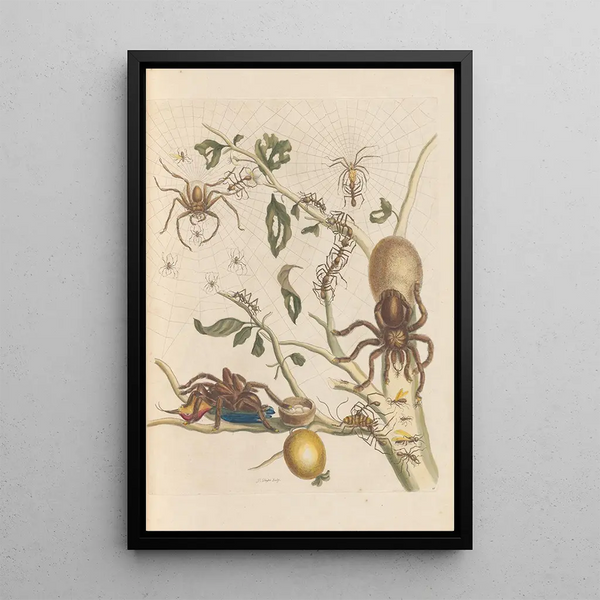 Dissertation sur la génération og transformationerne af insekter fra Surinam Pl50 - Maria Sibylla Merian — indrammet kunstværk på væggen