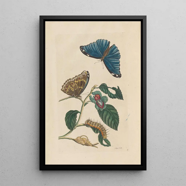 Dissertation sur la génération et les transformations des insectes de Surinam Pl51 - Maria Sibylla Merian — indrammet kunstværk på væggen
