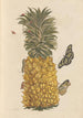 Dissertation sur la generation og transformationer af insekter fra Surinam Pl52 - Maria Sibylla Merian — visning af kunstværket