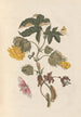 Dissertation om generation og transformation af insekter fra Surinam Pl54 - Maria Sibylla Merian — visning af kunstværket