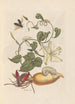 Dissertation sur la generation og transformationer af insekter fra Surinam Pl56 - Maria Sibylla Merian — visning af kunstværket
