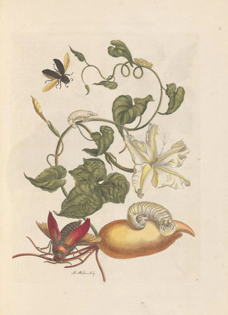 Maria Sibylla Merian - Dissertation sur la generation et les transformations des insectes de Surinam Pl56.webp